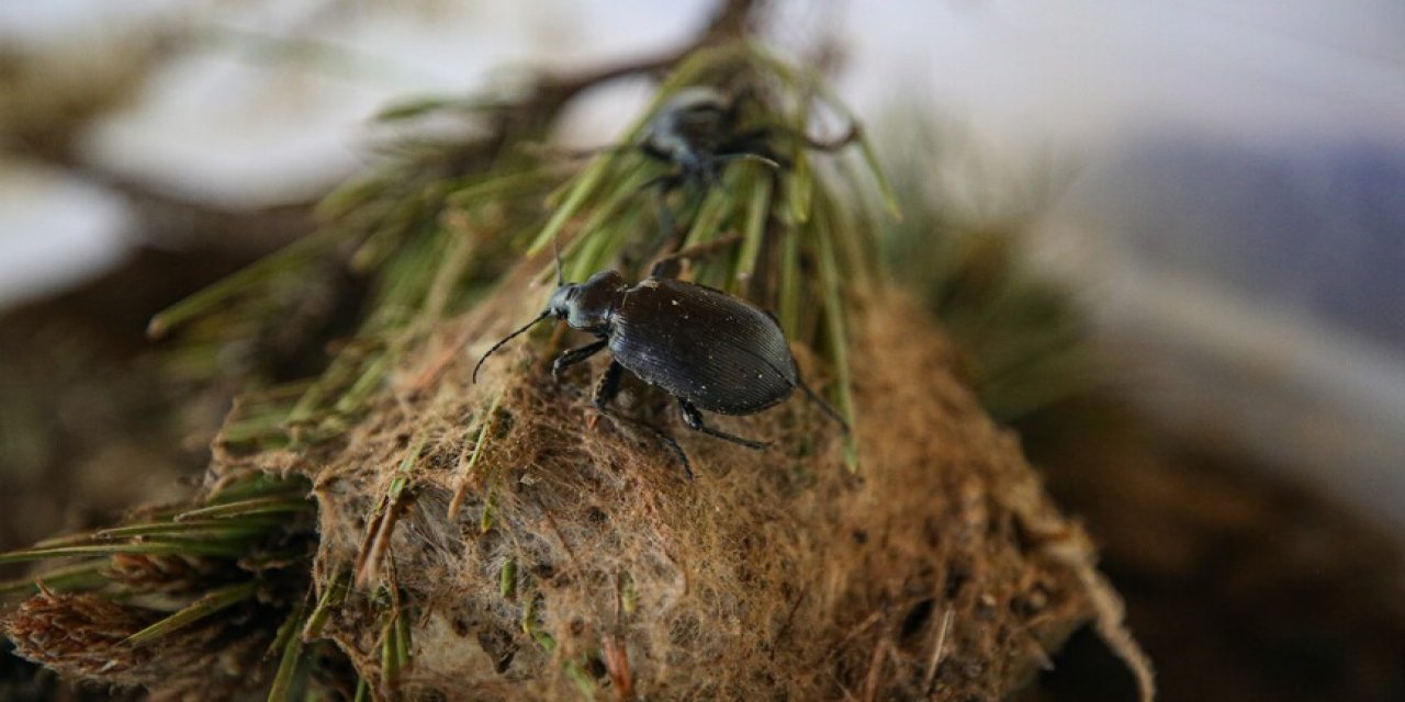 Türkiye'nin ürettiği orman bekçileri: Calosoma sycophanta