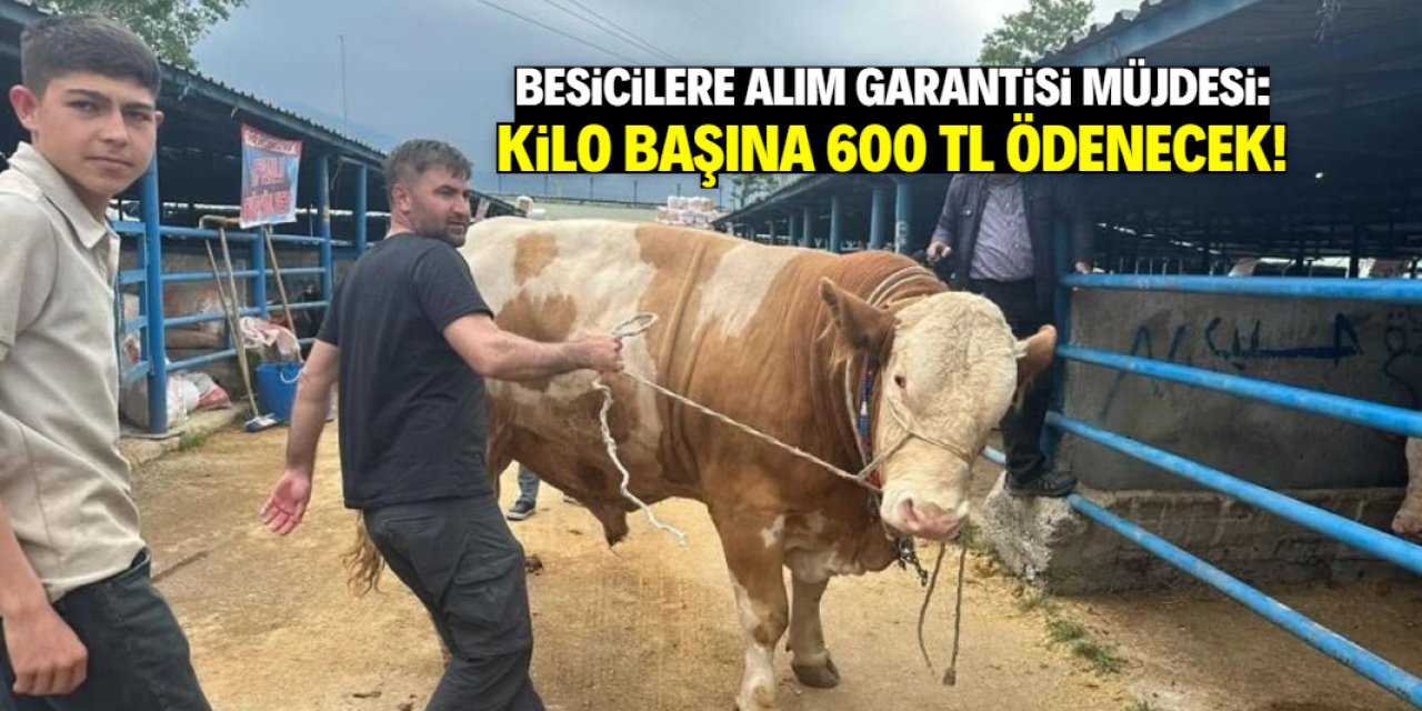 Besicilere alım garantisi müjdesi: Kilosuna 600 lira ödenecek!