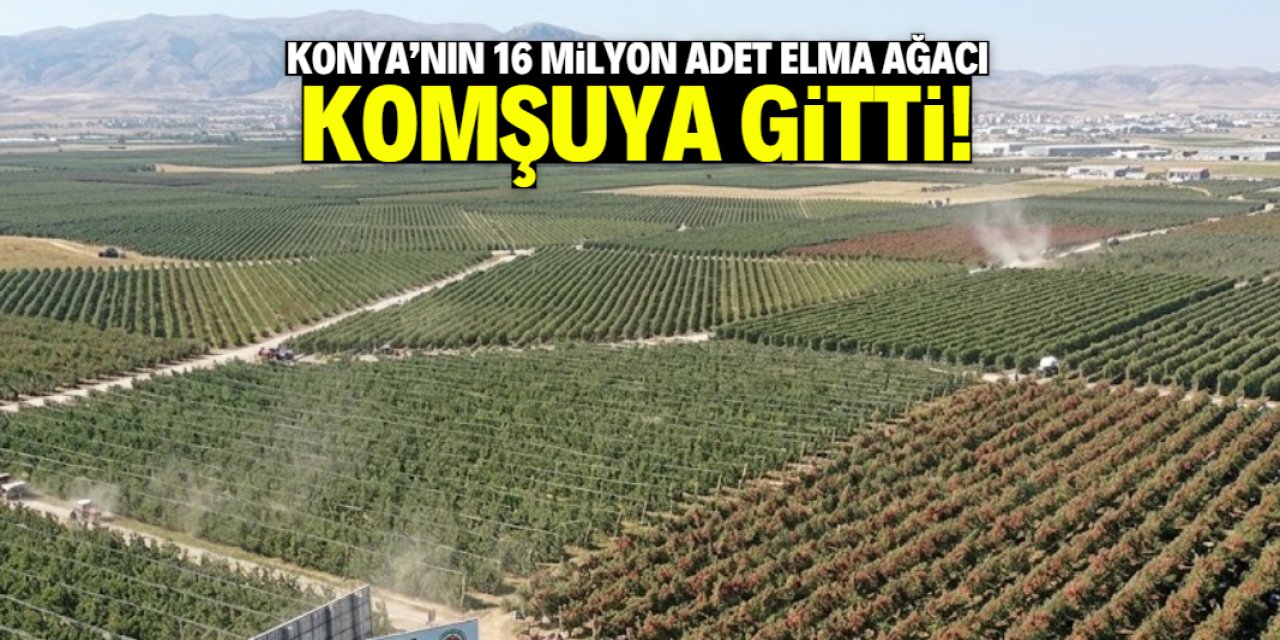 Konya'nın bir zamanlar 16 milyon tane elma ağacı vardı! Şimdi komşuya gittiler