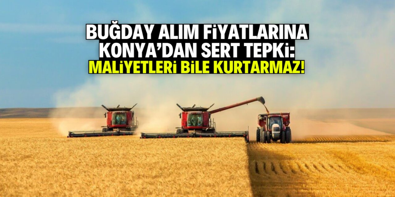 Buğday alım fiyatlarına Konya Ovası'ndan sert tepki: Maliyetini bile kurtarmaz!