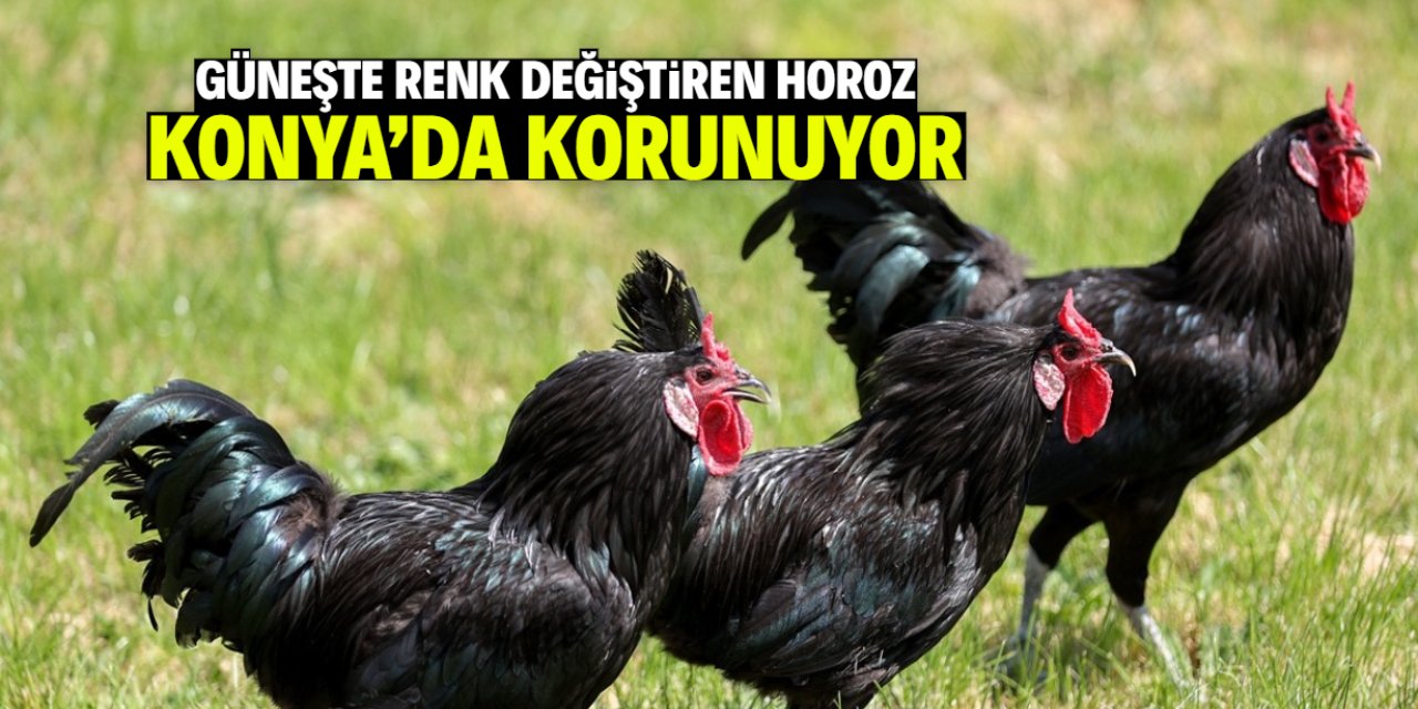 Güneşte renk değiştiren horoz Konya'da korunuyor