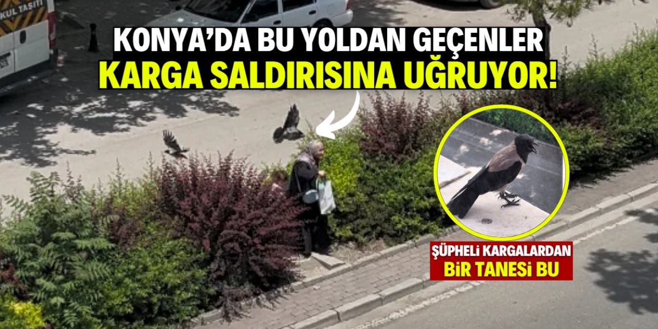 Konya'da bu yoldan geçenler karga saldırısına uğruyor!