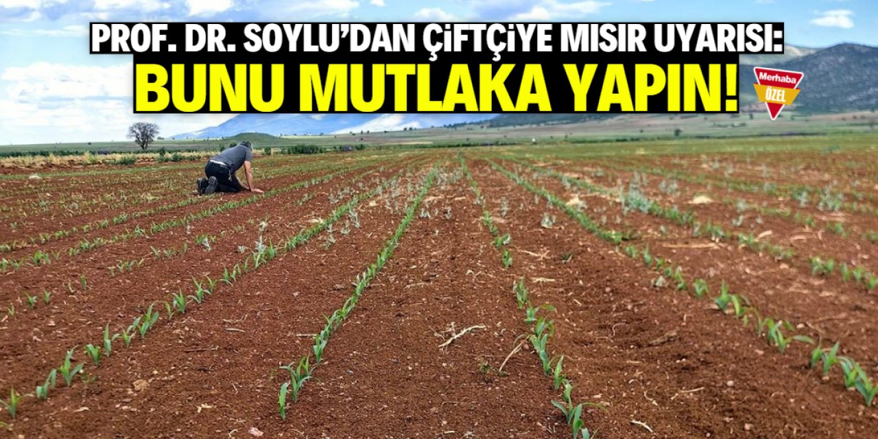 Prof. Dr. Soylu'dan mısır üreticilerine uyarı: Boruları döşemeden önce işlem yapılmalı