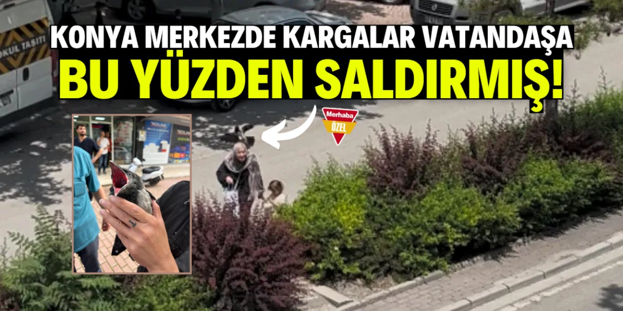 Konya merkezde kargalar vatandaşa saldırıyordu! Nedeni belli