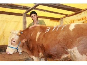 ‘çalışma İzin Belgesi’ Olmayan Canlı Hayvan Ticareti Yapamayacak