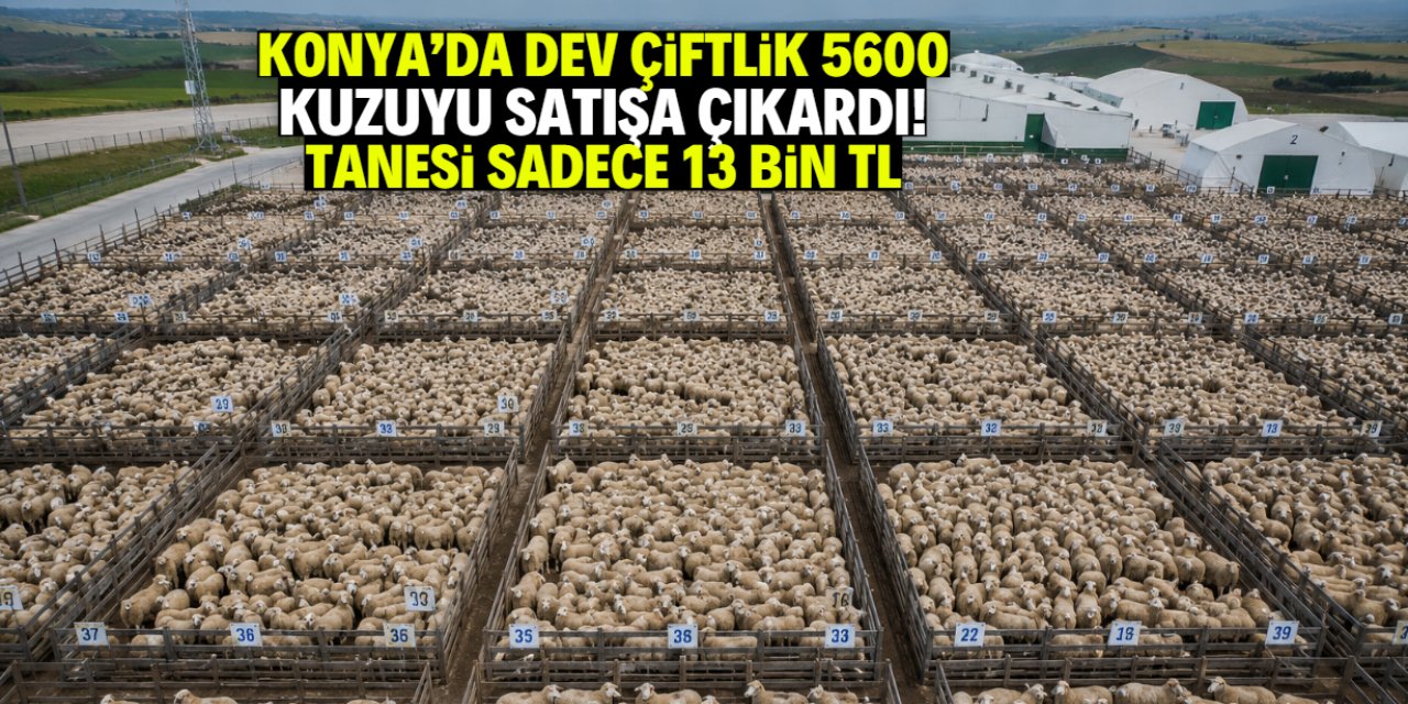 Konya'da dev çiftlik 13 bin liraya kuzu satacak! Stokta 5600 hayvan var