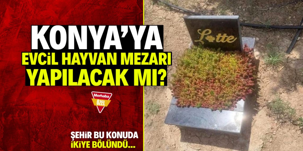 Konya'ya evcil hayvan mezarı yapılacak mı? Tartışma çıkmıştı