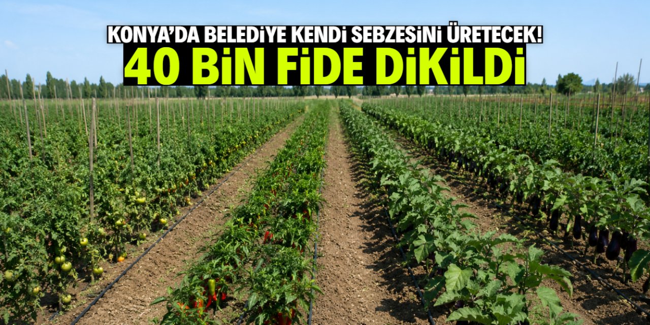 Konya'da belediye kendi sebzesini üretecek! 40 bin fide dikildi