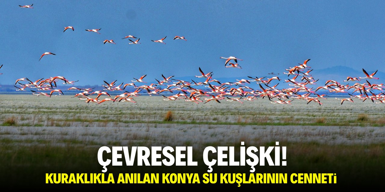 Çevresel çelişki! Kuraklıkla anılan Konya su kuşlarının cenneti