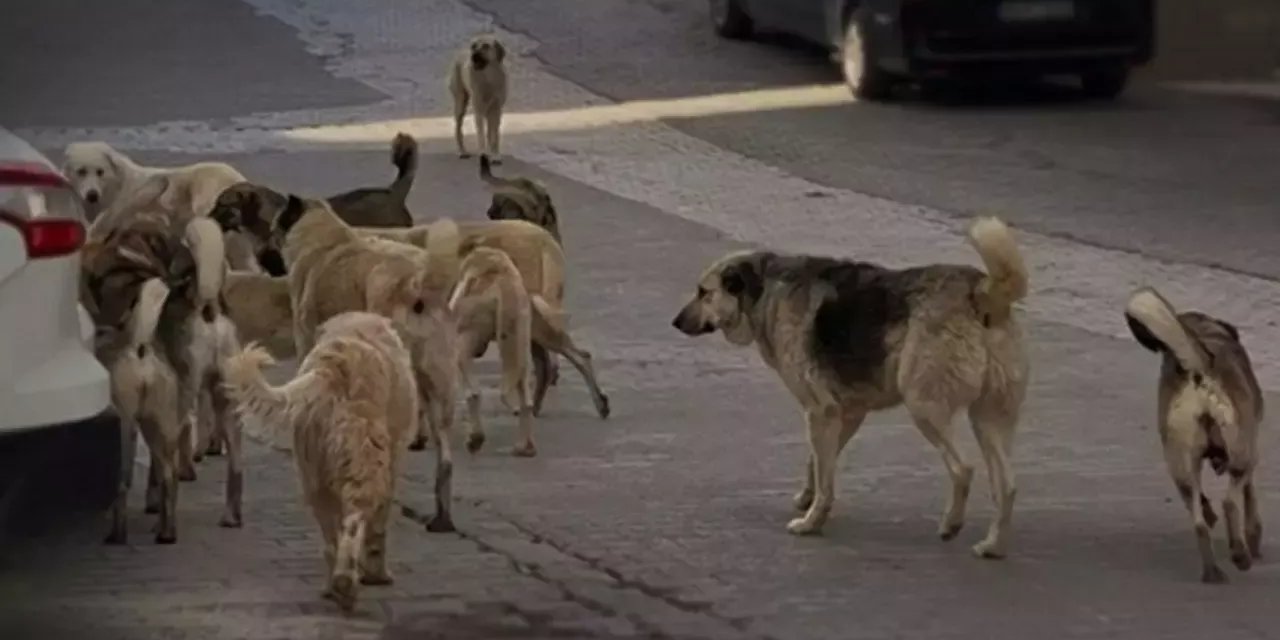 8 yaşındaki çocuğa köpekler saldırdı