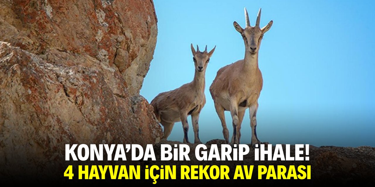 Konya’da bir garip ihale! 4 hayvan için rekor av parası