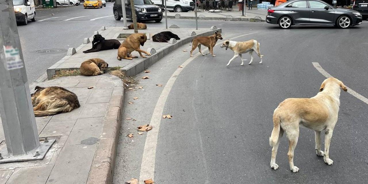 Sahipsiz köpekler belediye başkanlarını yaktı