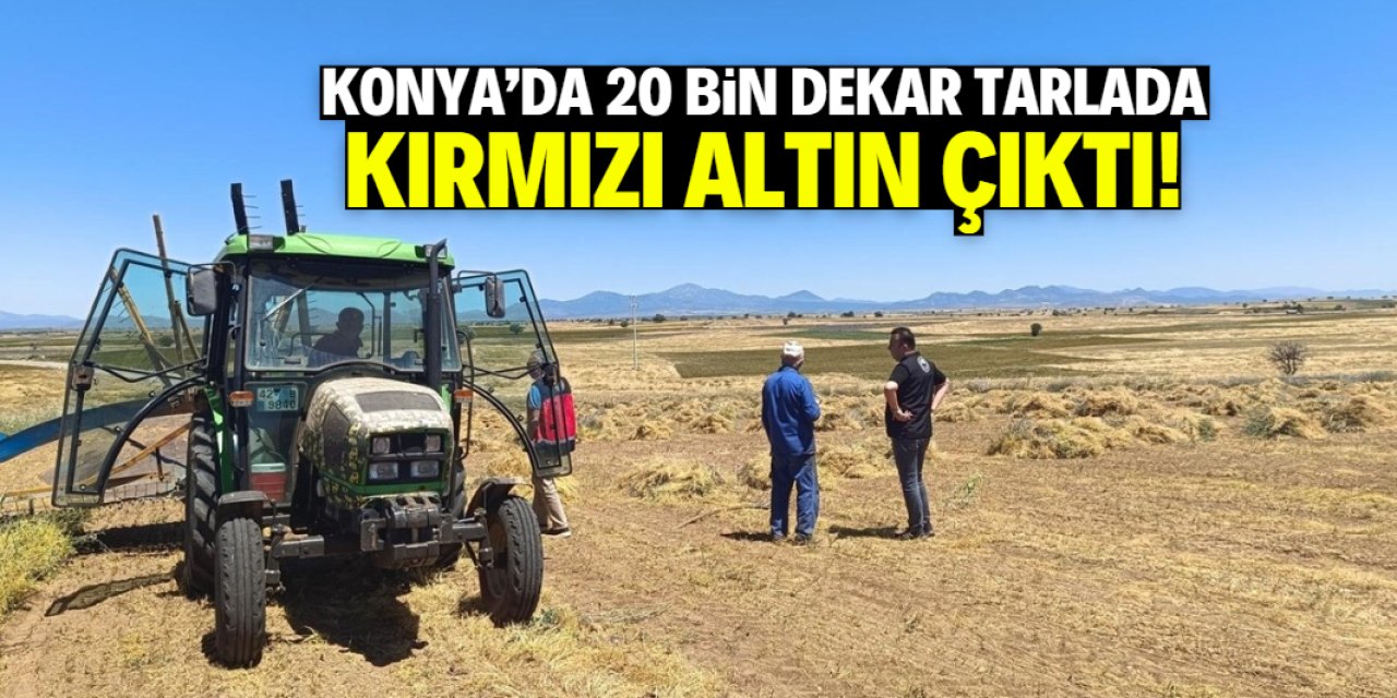 Konya'da 20 bin dekar tarlada kırmızı altın çıktı! Çok değerli