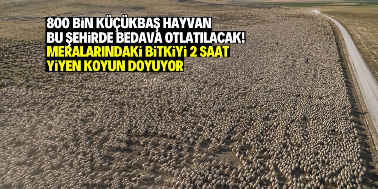 800 bin küçükbaş hayvan bu şehirde bedava otlatılacak! 2 saatlik beslenme 24 saat enerjiye bedel