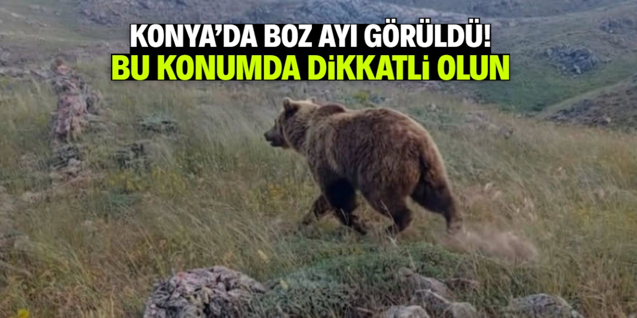 Konya'da boz ayı görüldü! İşte dikkatli olunması gereken o konum