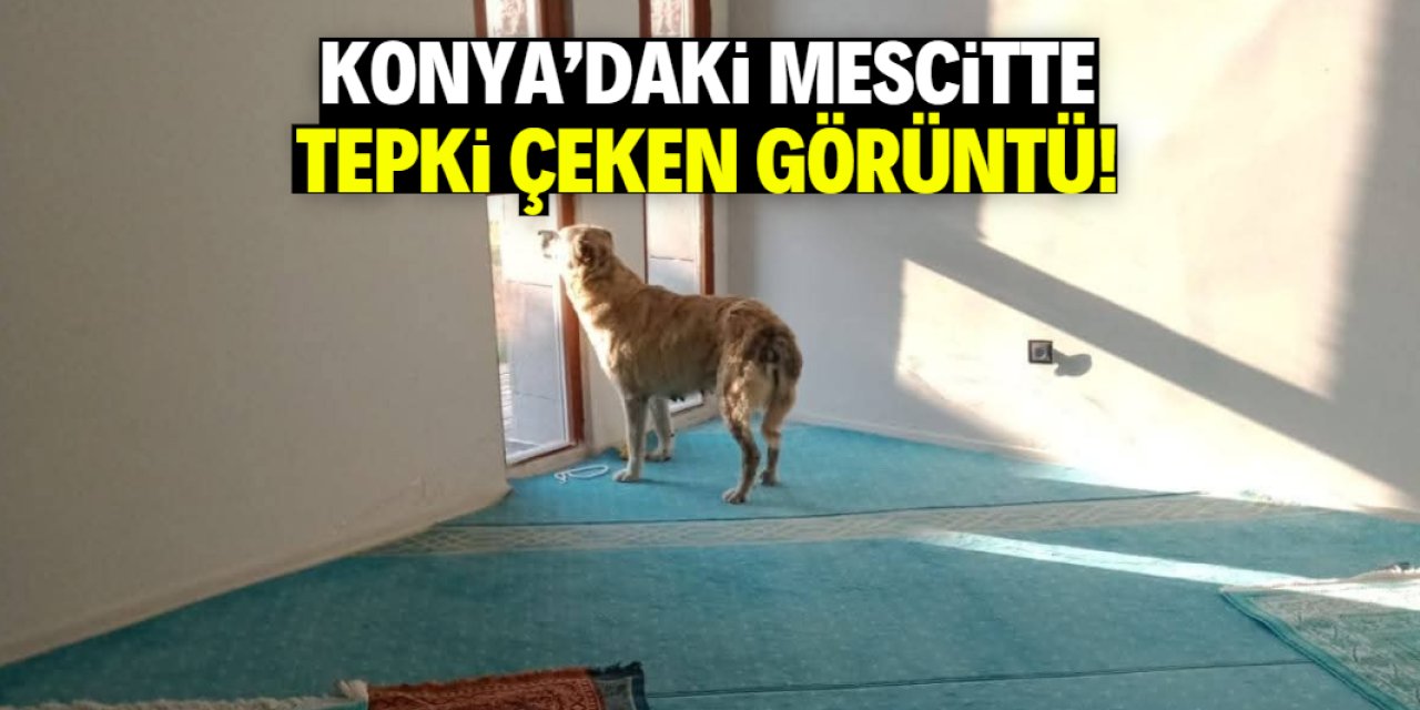 Millet Bahçesi'ndeki görüntüler tepki çekti