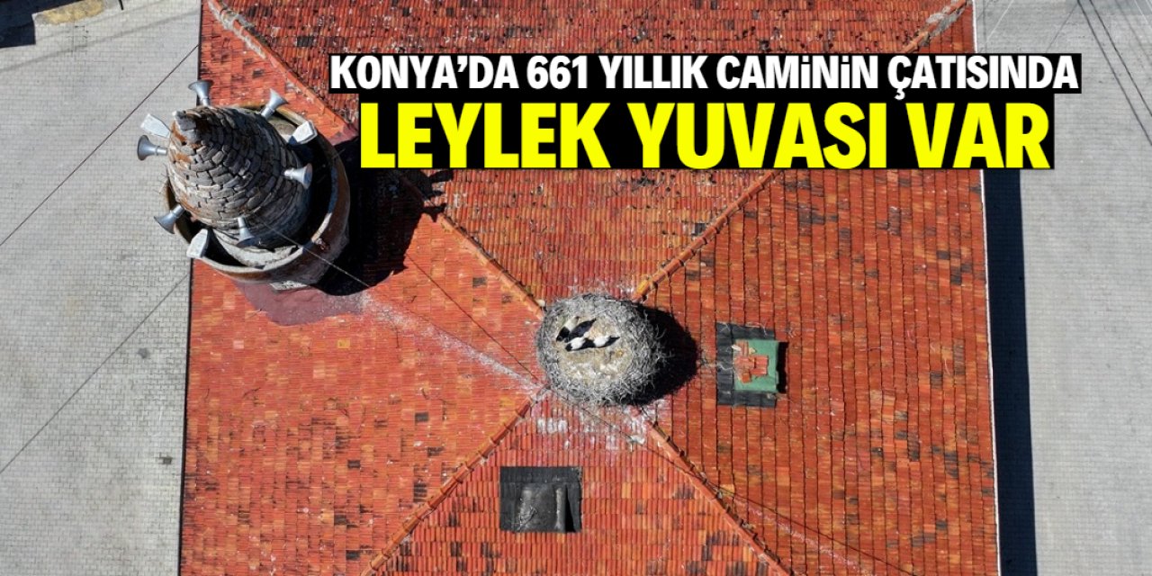Konya'daki 661 yıllık caminin çatısında leylek yuvası var