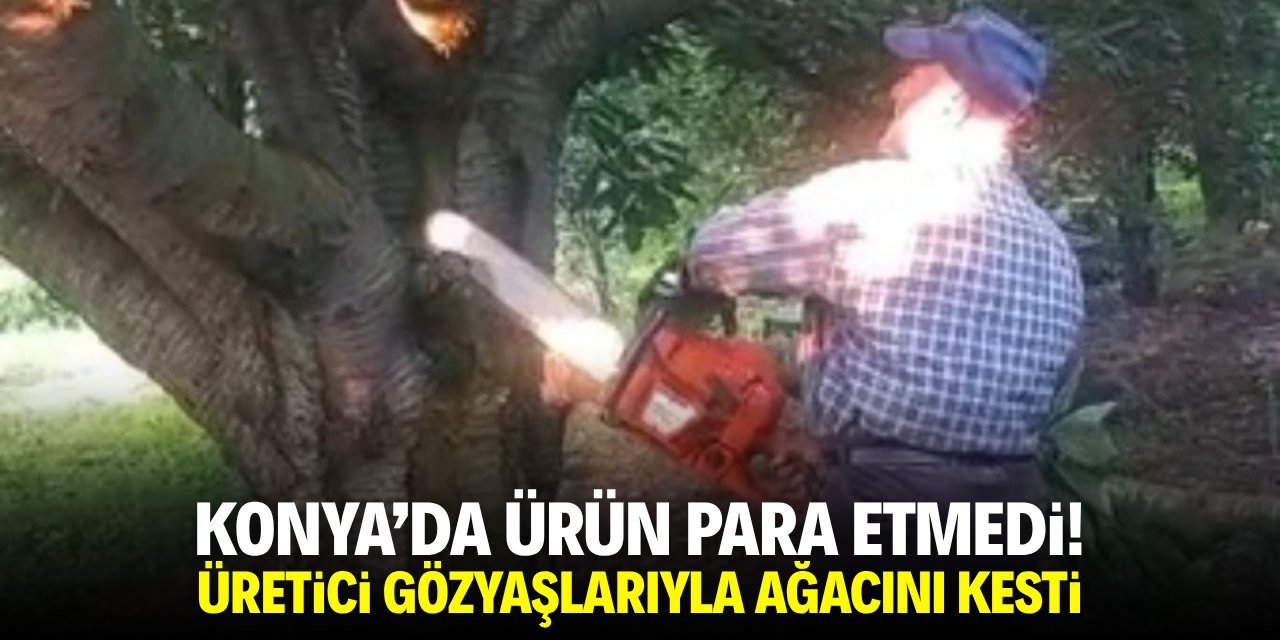 Konya'da ürün para etmedi! Üretici gözyaşlarıyla ağacını kesti