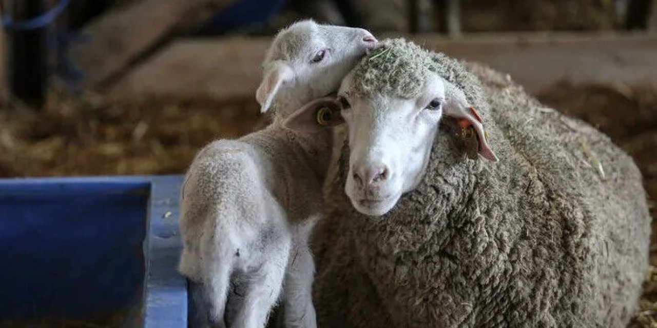 TİGEM 60 bin kilogram merinos yapağı satacak