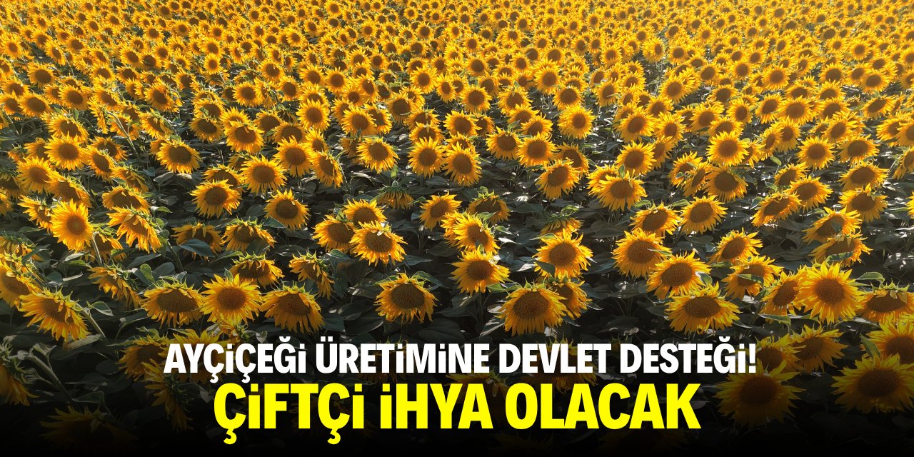 Ayçiçeği üretimine devlet desteği! Çiftçi ihya olacak