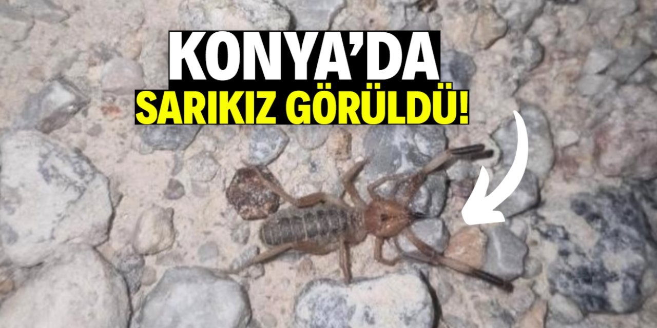 Konya'da sarıkız görüldü! Bu önlem tavsiye edildi