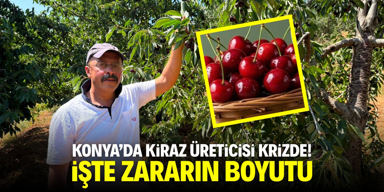 Konya'da kiraz üreticisi krizde! İşte zararın boyutu