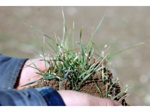 22 Milyon Ton Üretimi Olan Elbistan Ovası 50 Yılın En Kurak Dönemini Yaşıyor