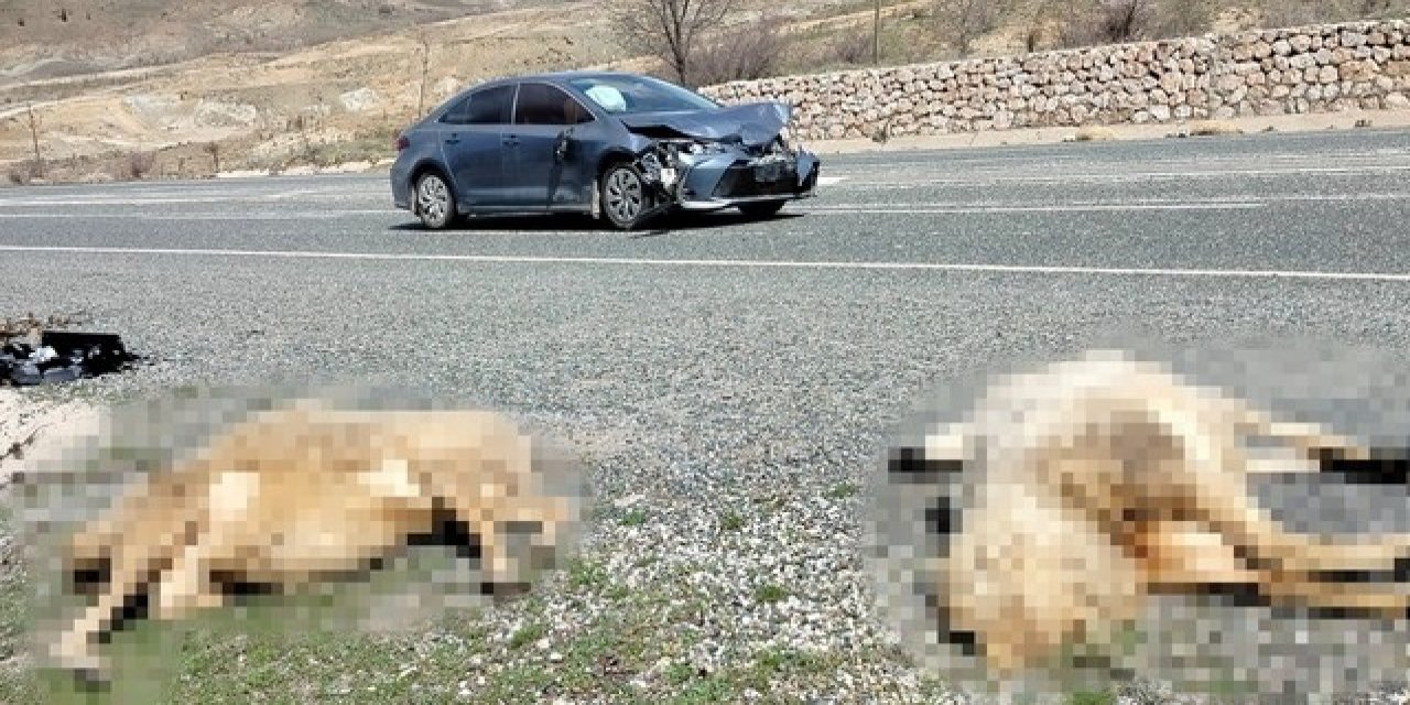 Otomobilin çarptığı 2 koyun telef oldu