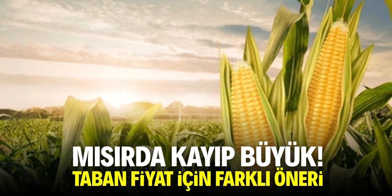 Mısırda kayıp büyük! Taban fiyatı için farklı öneri