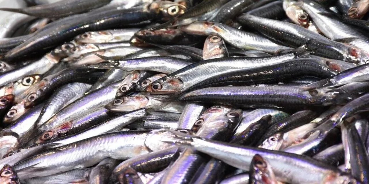 Hamsi ihracatından 7 ayda 10,8 milyon dolar gelir elde edildi