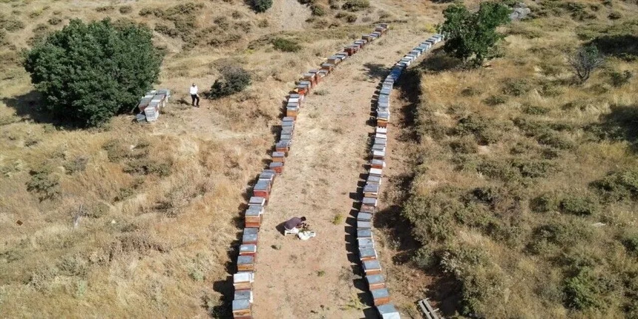 Coğrafi işaretli Geven balında hasat mesaisi başladı