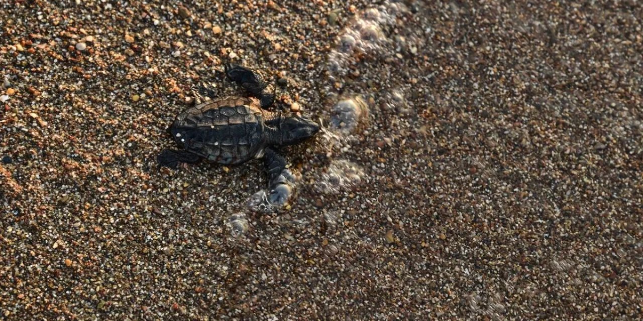 Caretta caretta yuvalarında yavru çıkışı devam ediyor
