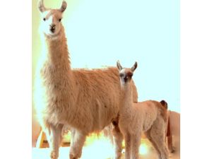 Hayvanat Bahçesine 'Güneş' Doğdu