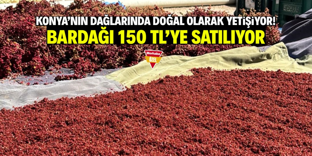 Konya'nın dağlarında doğal olarak yetişiyor! Bardağı 150 TL'ye satılıyor