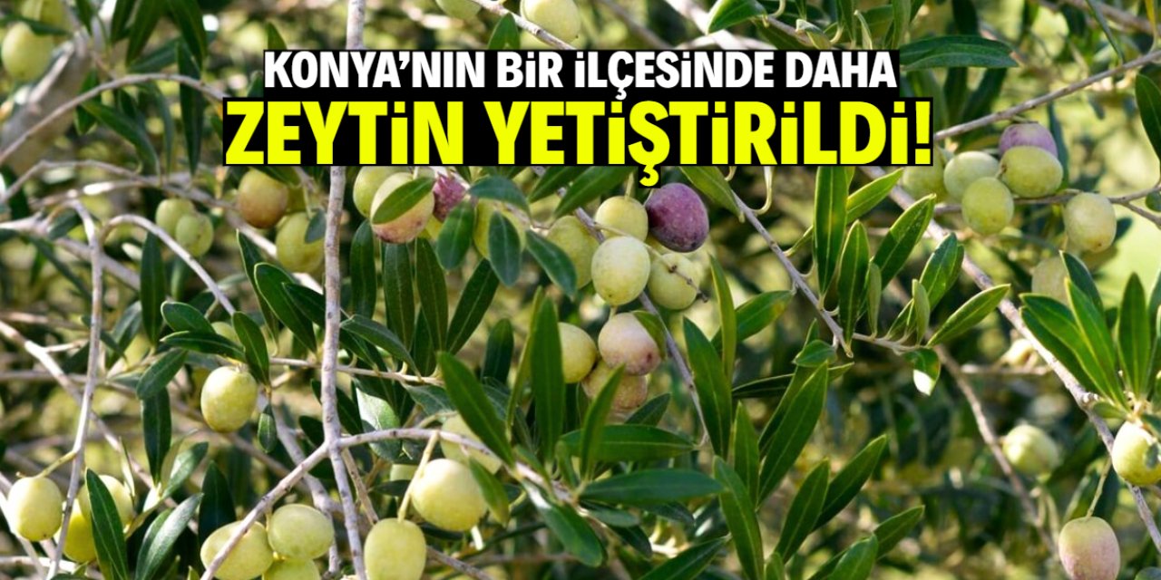Konya'nın bir ilçesinde daha zeytin yetiştirildi! 1033 metre yüksekliği var