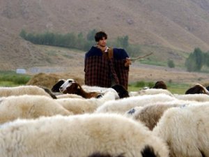 Onlar artık çoban değil "sürü yöneticisi"