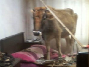 Çatıdan yatağa inek düştü