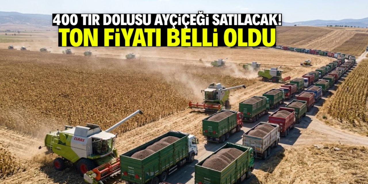 Dev çiftlik 400 kamyon dolusu ayçiçeği satacak! Ton fiyatı ve şehir belli oldu