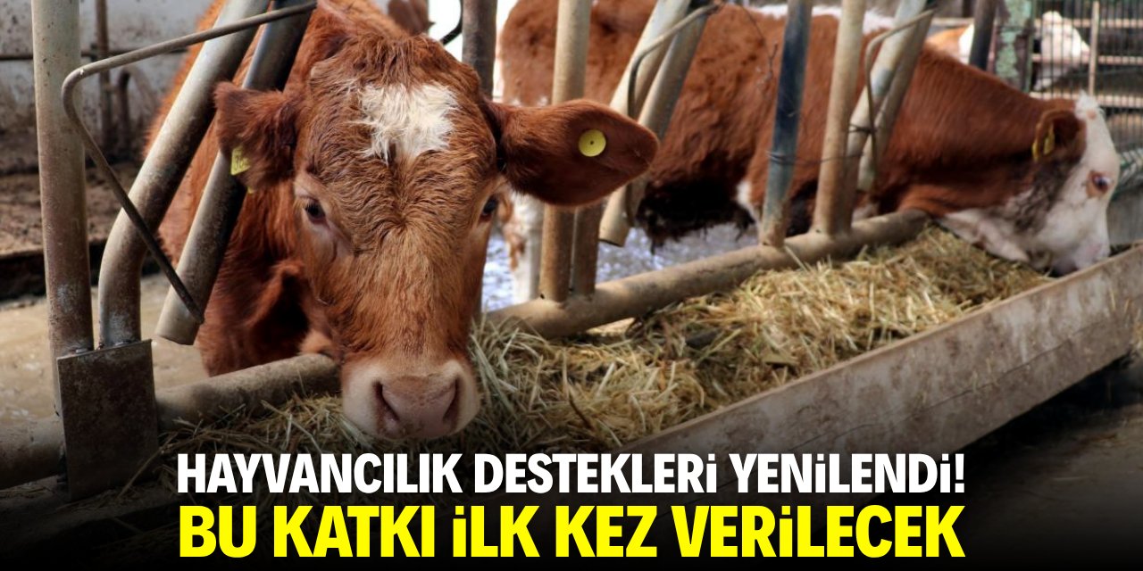 Hayvancılık destekleri yenilendi! Bu katkı ilk kez verilecek
