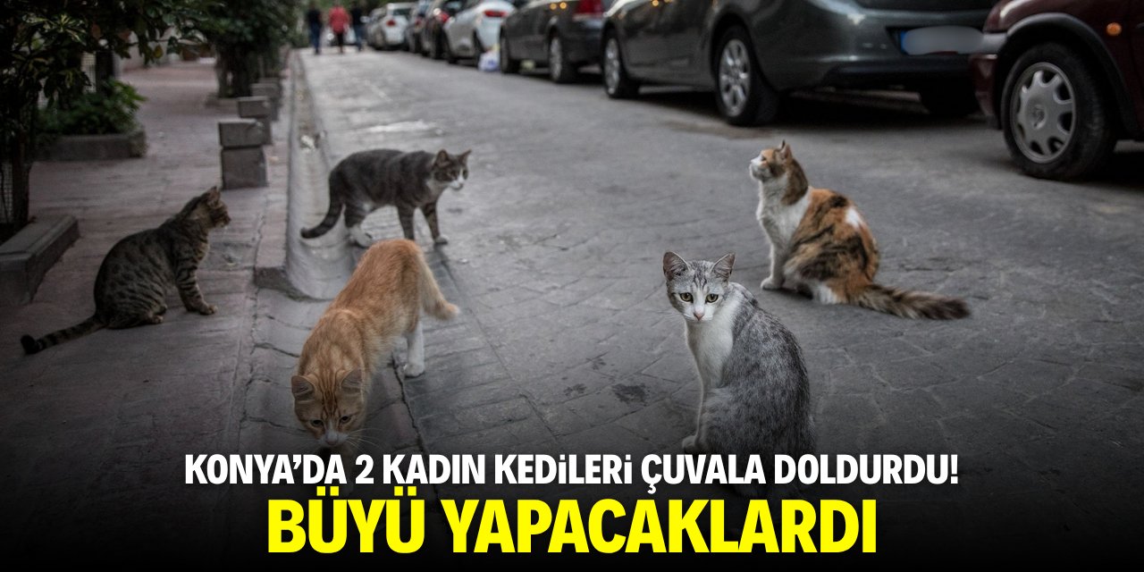 Konya'da 2 kadın kedileri çuvala doldurdu! Büyü yapacaklardı