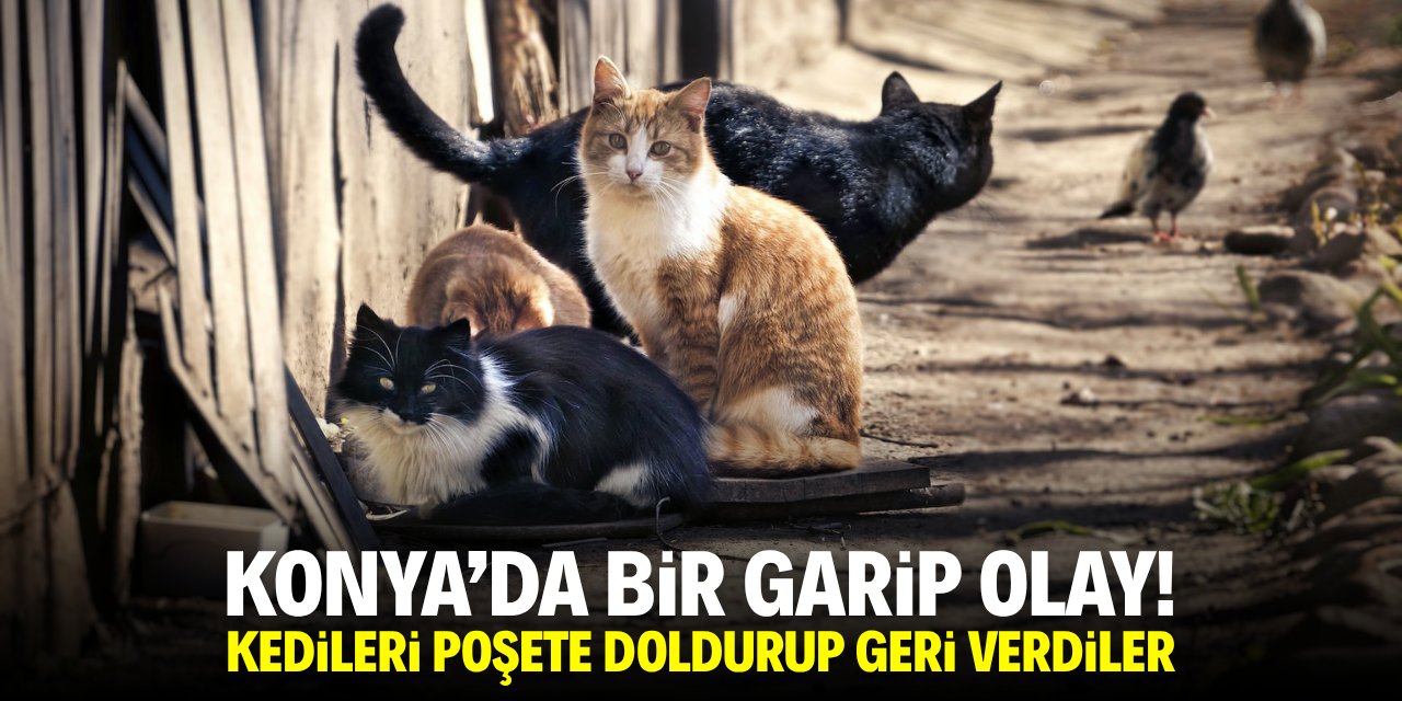 Konya'da 2 kadın kedileri çuvala doldurdu!