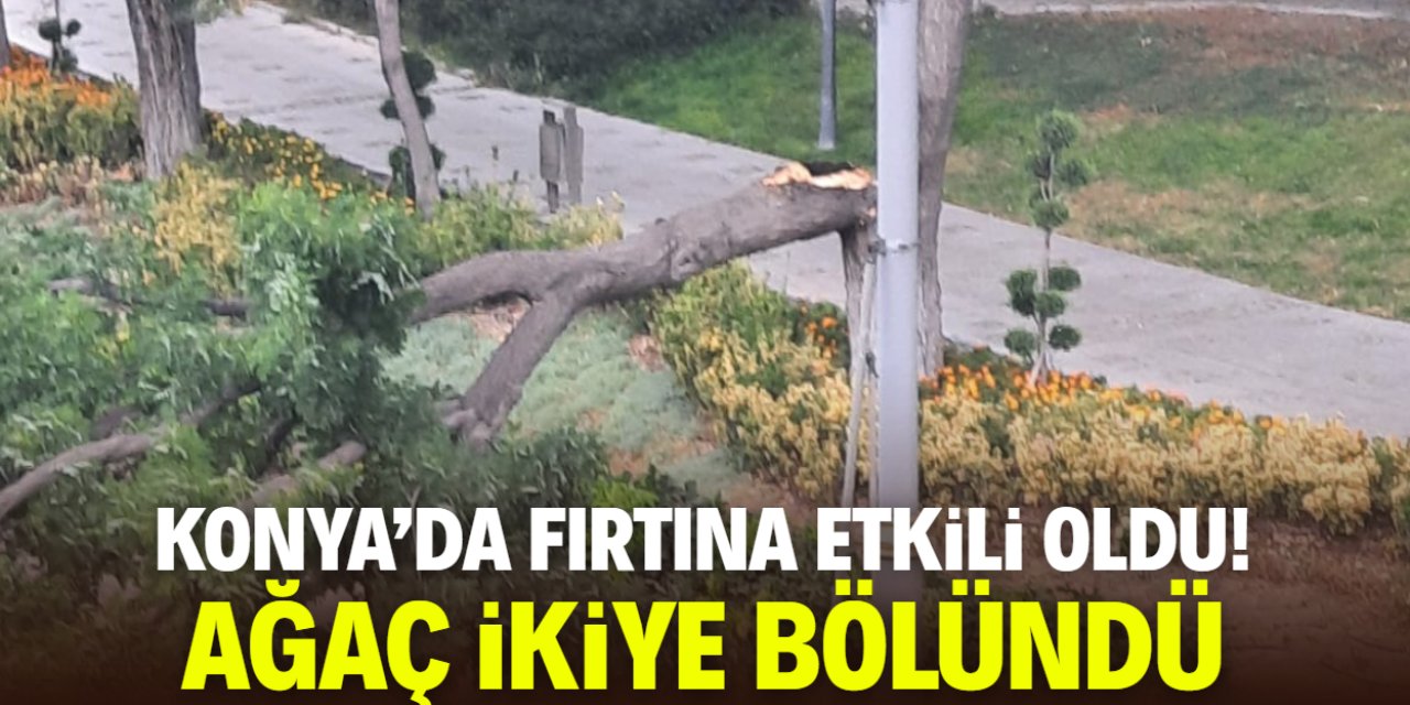 Konya'da fırtına etkili oldu: Ağaç ikiye bölündü!