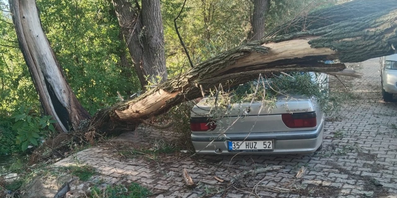 Konya'da otomobilin üzerine ağaç devrildi