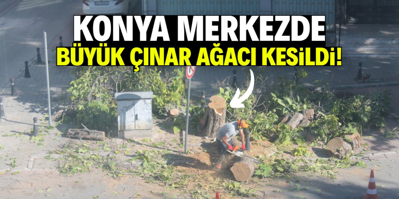 Konya merkezde büyük çınar ağacı kesildi! Gerekçesi belli oldu