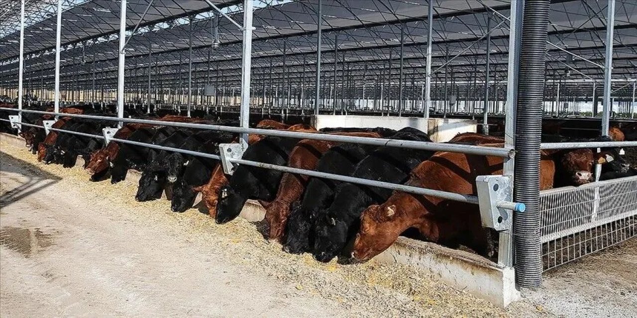 Türkiye 2027'de hayvan ithalatı izin sınırını belirledi