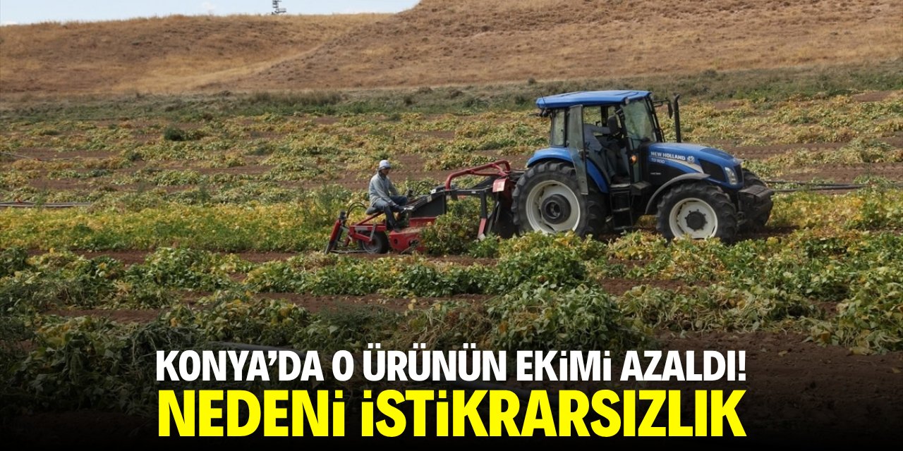 Konya'da o ürünün ekim alanı azaldı! Nedeni istikrarsızlık