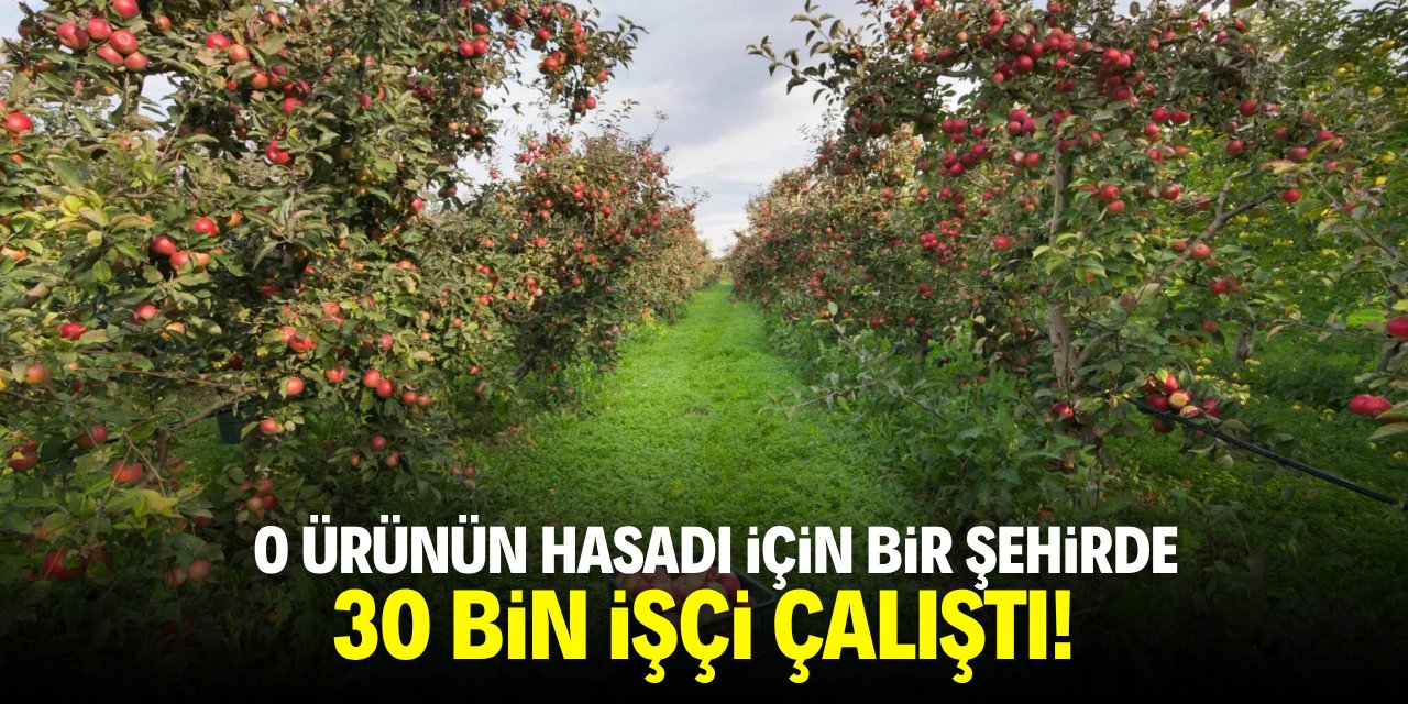 O ürünün hasadı için bir şehirde 30 bin işçi çalıştı