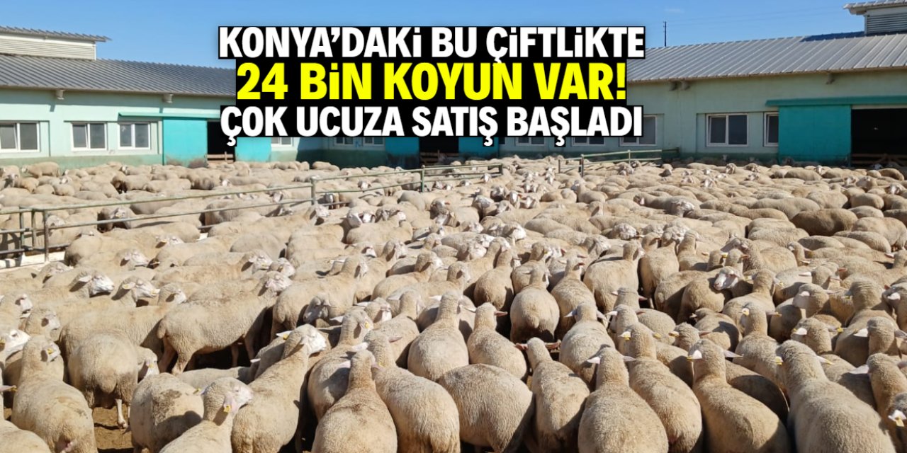 Konya'daki bu çiftlikte 24 bin koyun var! Çok ucuza satış başladı