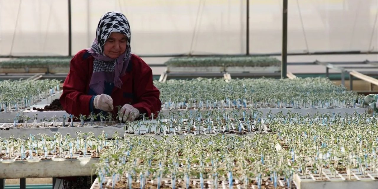 Sektörü 1850 firma devlet desteğiyle sırtlıyor