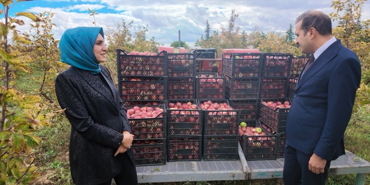 Hükümlülerin cezaevinde ürettiği elma hasat edildi